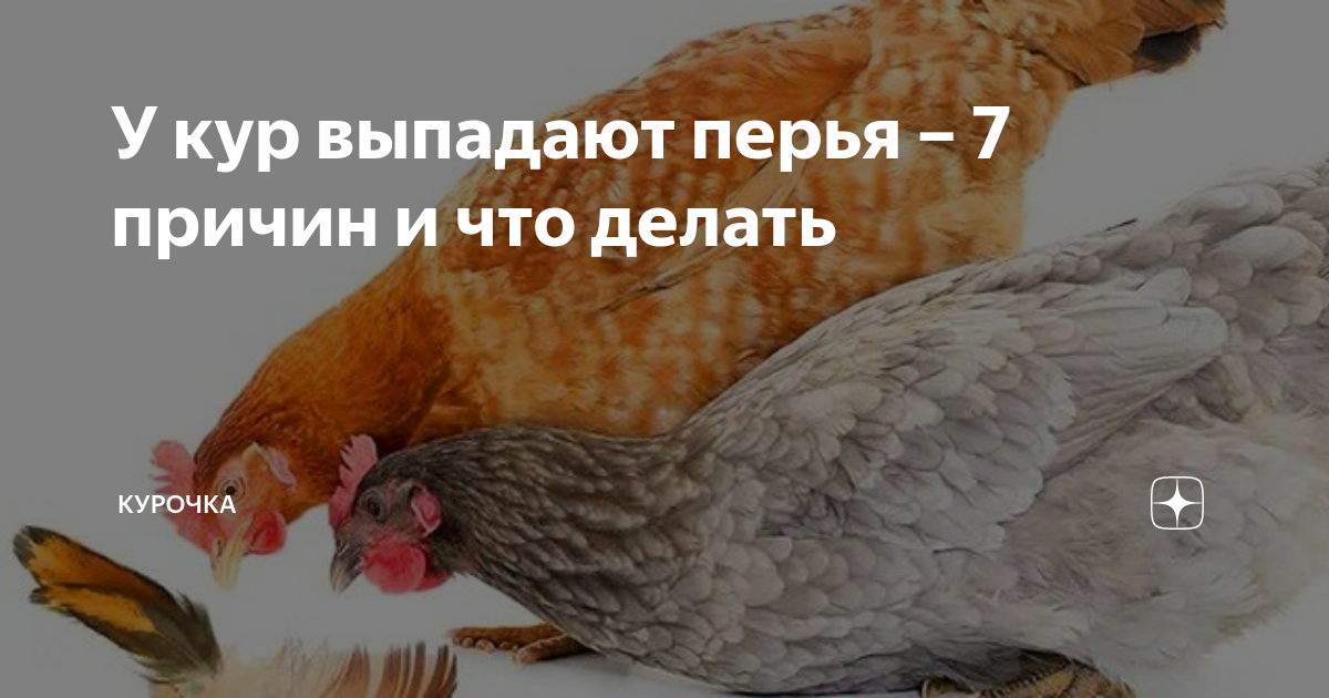 У кур выпадают перья – 7 причин и что делать | Курочка | Дзен