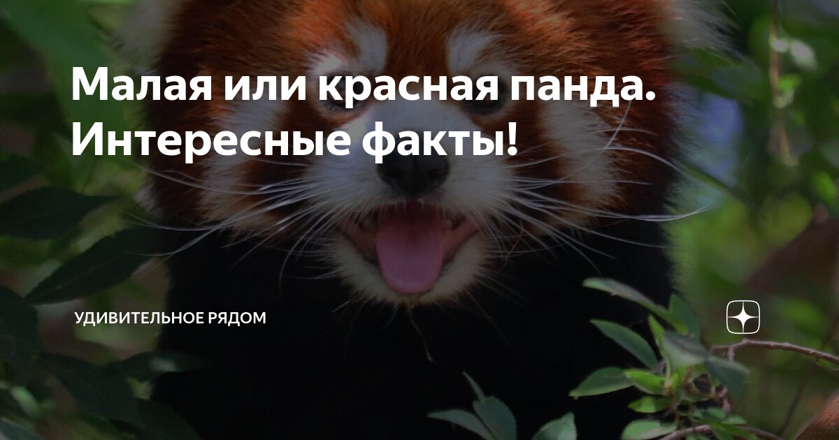 Малая панда (ailurus fulgens. Малая (рыжая, красная) панда. Карликовая красная панда. Красная енотовидная панда. Красная панда.