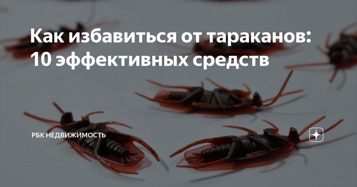 земляные тараканы как избавиться