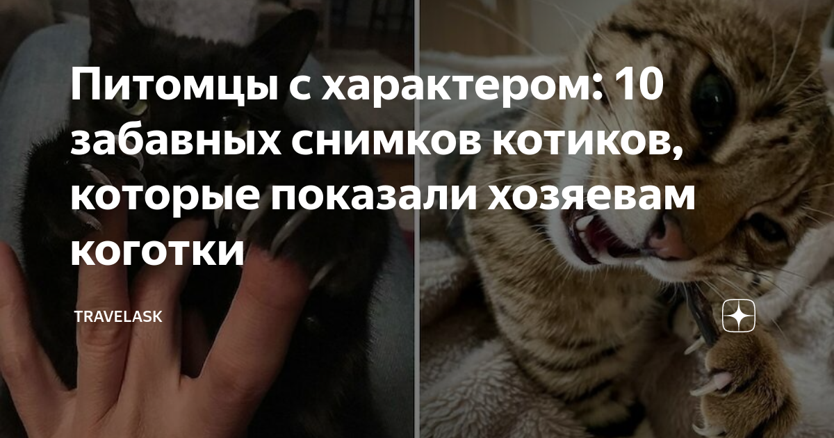 Питомцы с характером: 10 забавных снимков котиков, которые показали ...