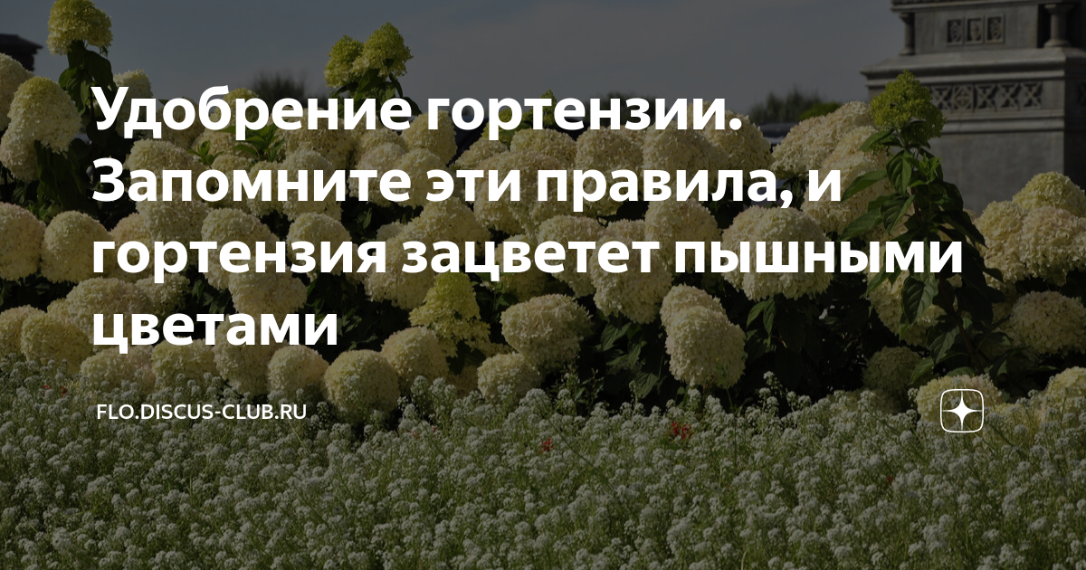 Удобрение гортензии. Запомните эти правила, и гортензия зацветет ...