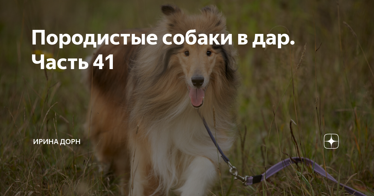 Породистые собаки в дар. Часть 41 | Ирина Дорн 🐶🐱 | Дзен