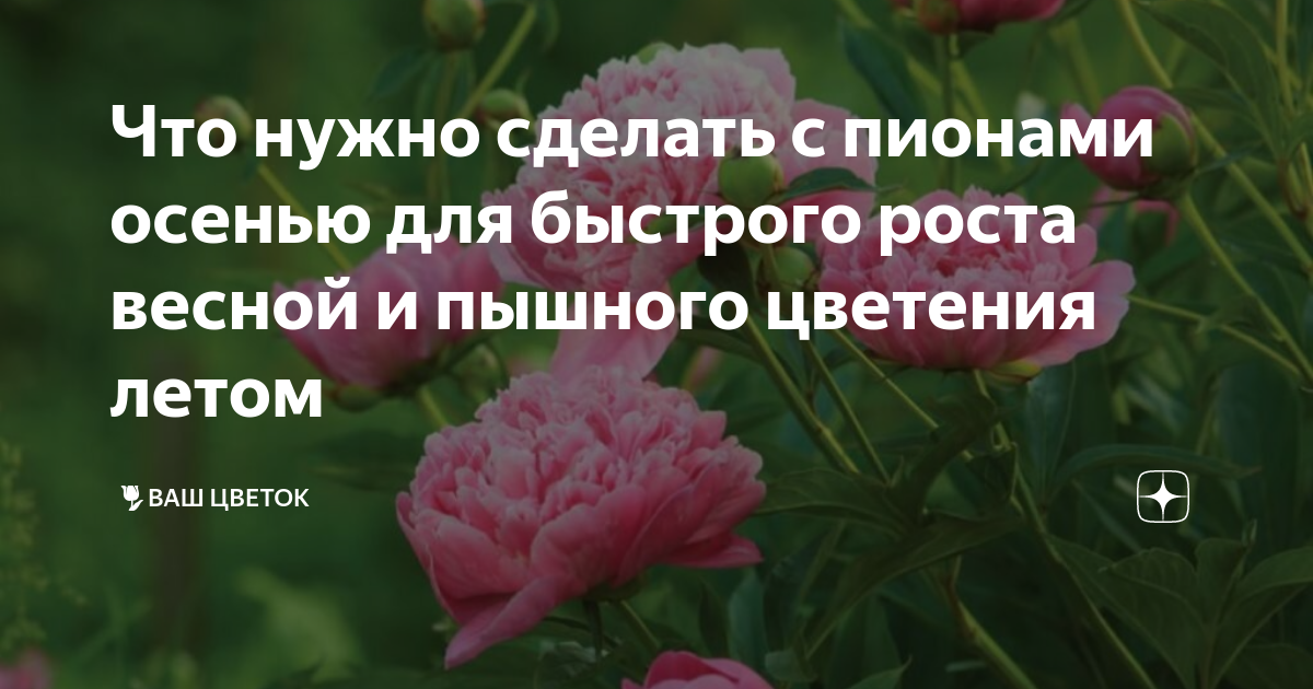Чем подкормить пионы весной для пышного цветения. Чем удобрить пионы весной в апреле-мае для пышного цветения. Как подкормить пионы весной для пышного цветения.