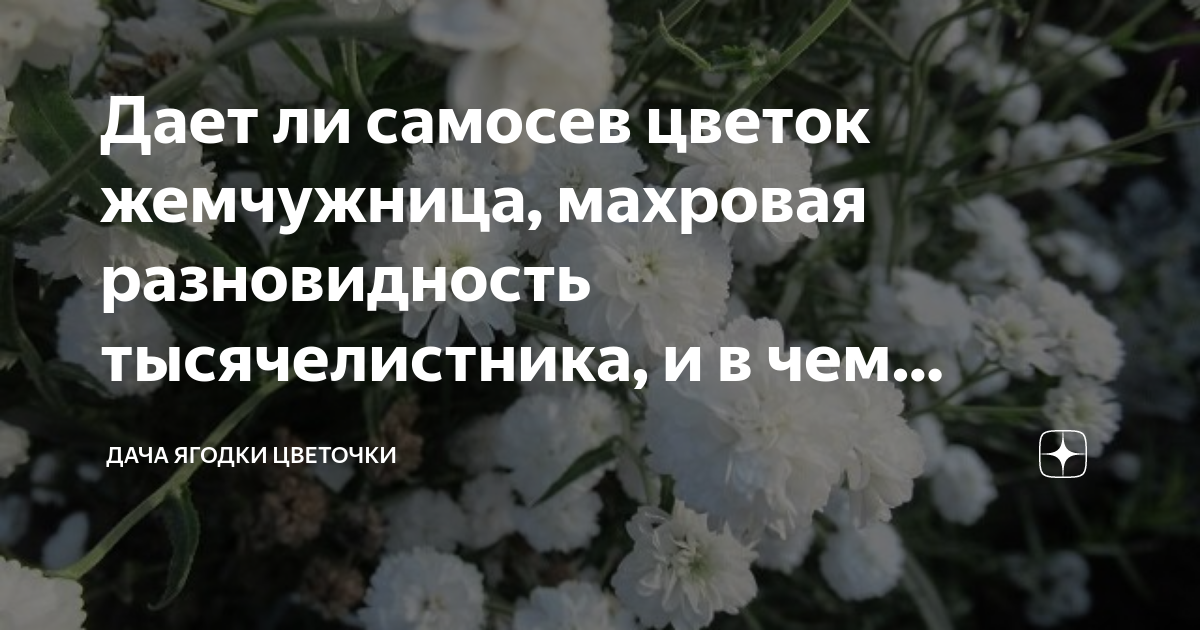 Дает ли самосев цветок жемчужница, махровая разновидность ...
