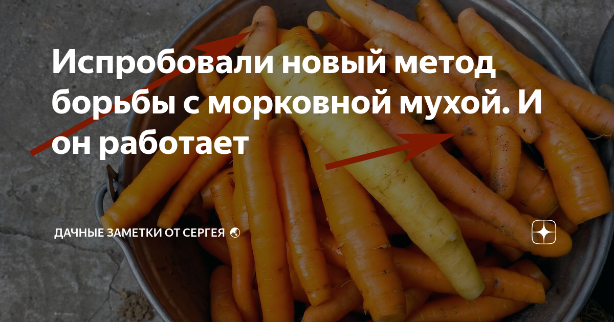 Необычный и полезный способ использования морковной ботвы: освежающие и вкусные рецепты