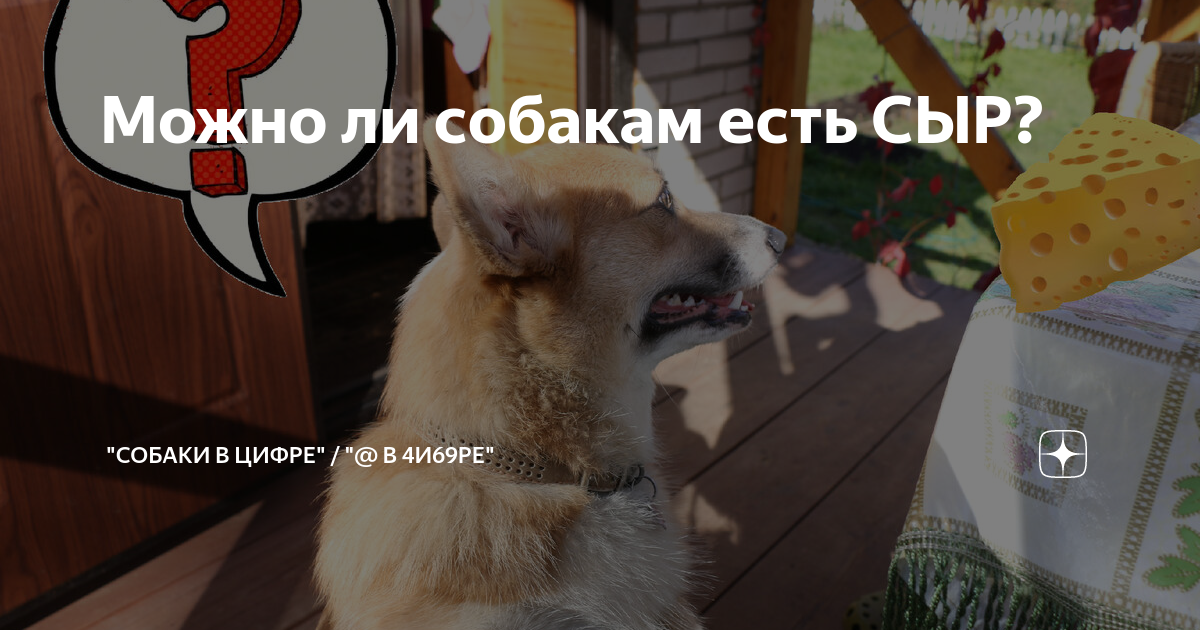 сахар у собаки форум