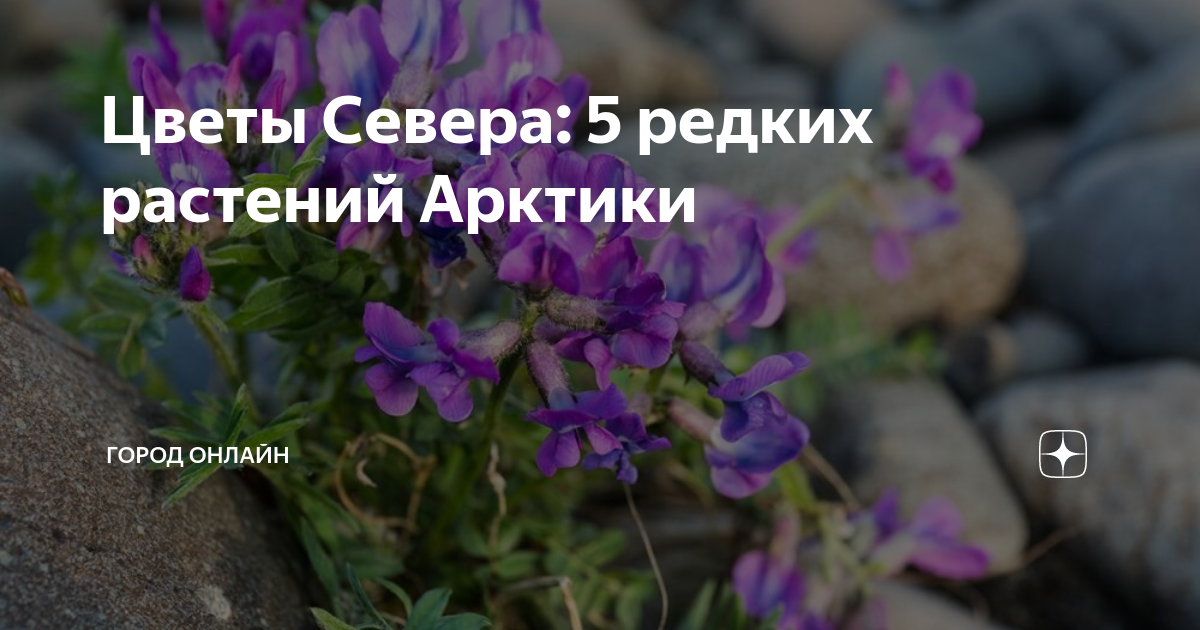Цветы Севера: 5 редких растений Арктики | Город Онлайн | Дзен