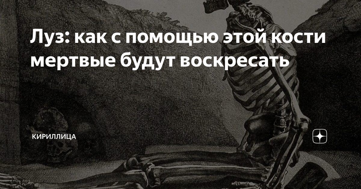 Луз: как с помощью этой кости мертвые будут воскресать | Кириллица | Дзен