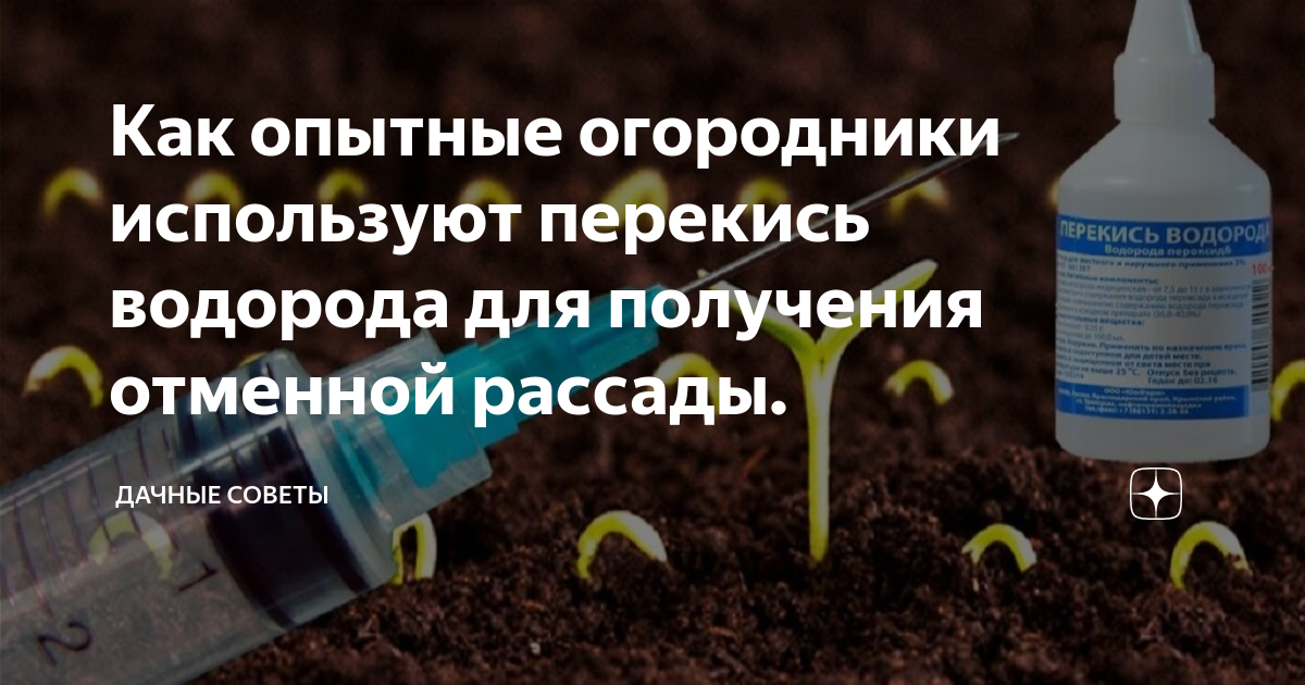 Полив рассады перекисью водорода пропорции. Перекись водорода для здоровой рассады. Полив рассады томатов перекисью водорода. Перекись водорода для полива. Перекись для рассады применение.