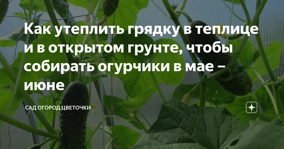 Как собирать огурцы. Как утеплить огурчики. к чему снится собирать огурцы с грядки. каркас огурчик как собрать. как утеплить огурцы в парнике.