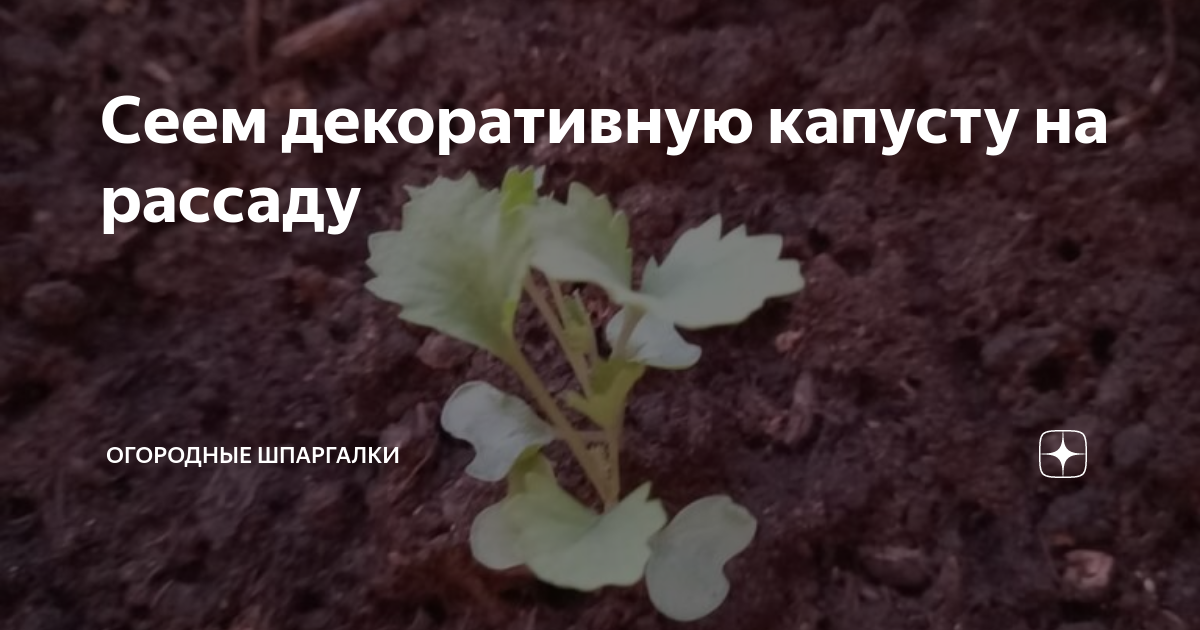 Сеем декоративную капусту на рассаду | Огородные шпаргалки | Дзен