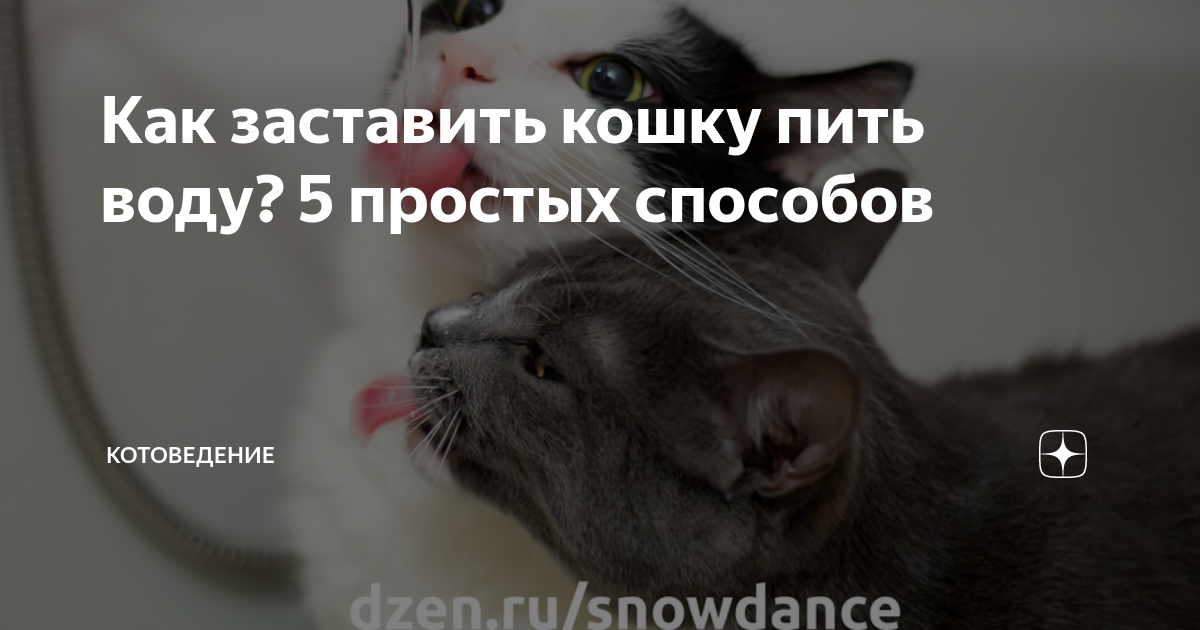 кот пьет. животные пьют воду. как заставить кошку больше пить. миска для воды для мейн куна. как заставить кошку больше пить.