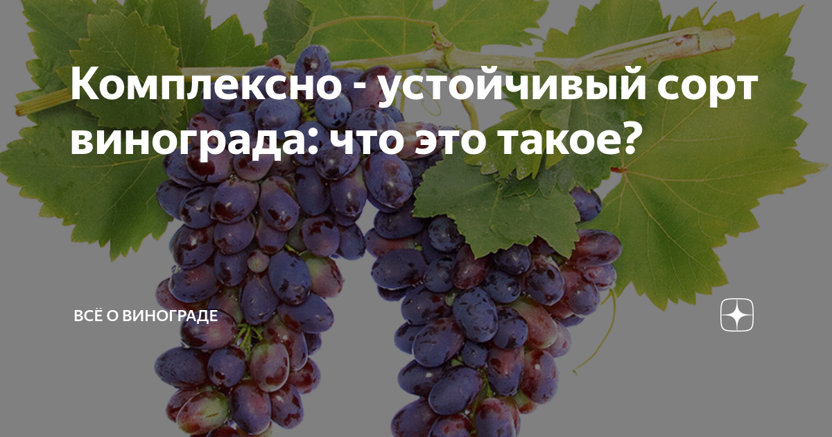 Что значит технический сорт. Продукция винограда.