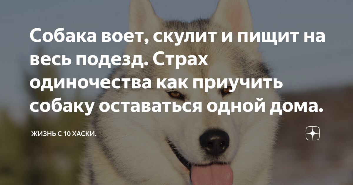 Собака воет, скулит и пищит на весь подезд. Страх одиночества как приучить  собаку оставаться одной дома. | Жизнь с 10 Хаски. | Дзен