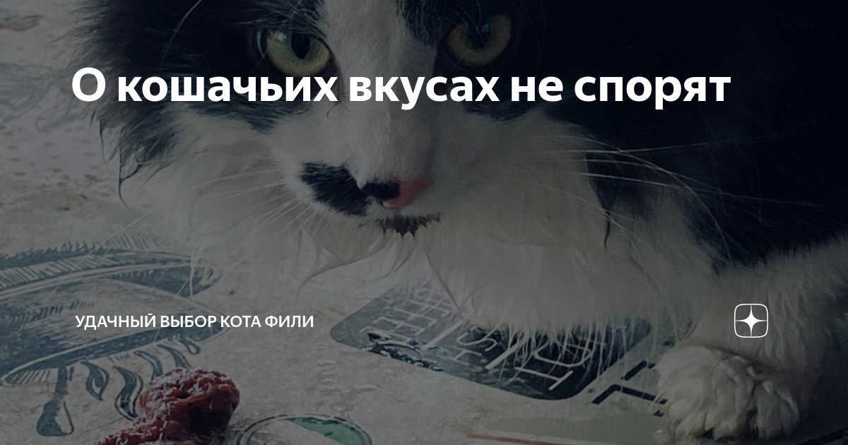 О кошачьих вкусах не спорят | Удачный выбор кота Фили | Дзен