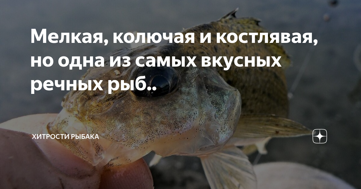 Мелкая, колючая и костлявая, но одна из самых вкусных речных рыб.. Хитрости Рыба