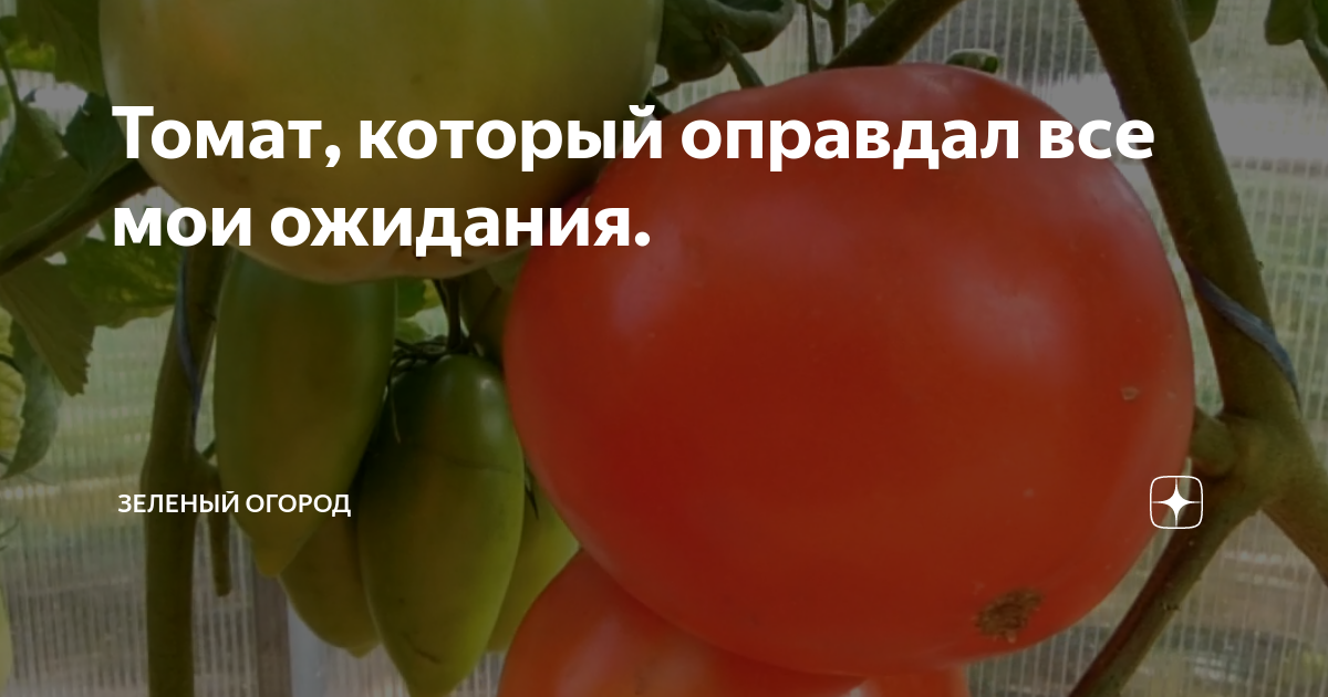 Томат, который оправдал все мои ожидания. | Зеленый Огород | Дзен