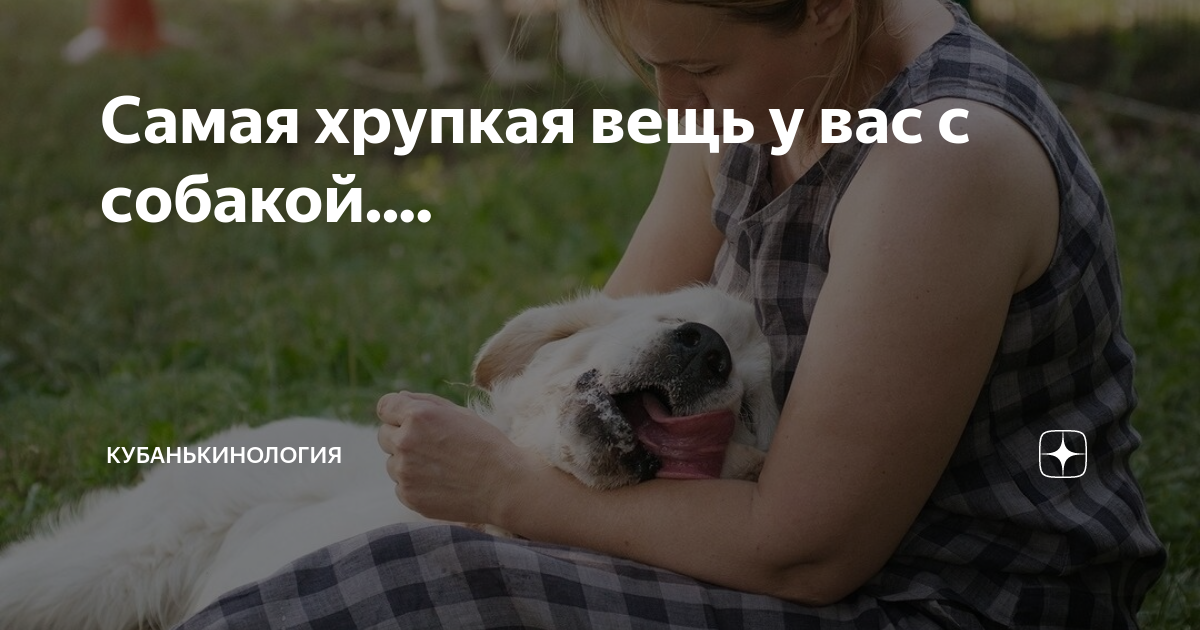 Самая хрупкая вещь у вас с собакой.... ⠀ | КУБАНЬКИНОЛОГИЯ | Дзен