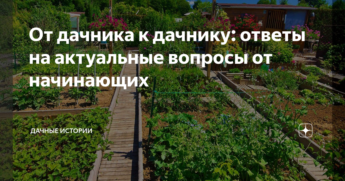 От дачника к дачнику: ответы на актуальные вопросы от начинающих ...
