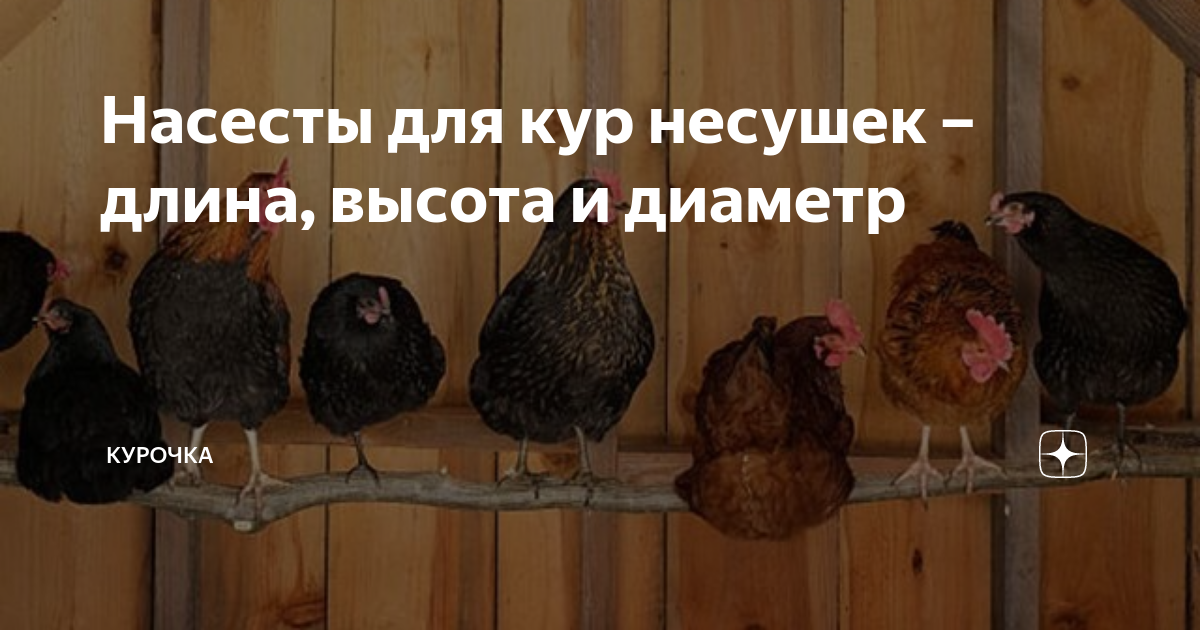 Насесты для кур несушек – длина, высота и диаметр | Курочка | Дзен