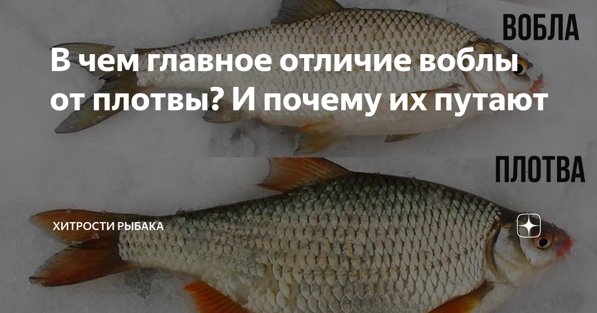 Отличие воблы от плотвы. Вобла и плотва отличия. чем отличается вобла от плотвы. отличие тарани от плотвы.
