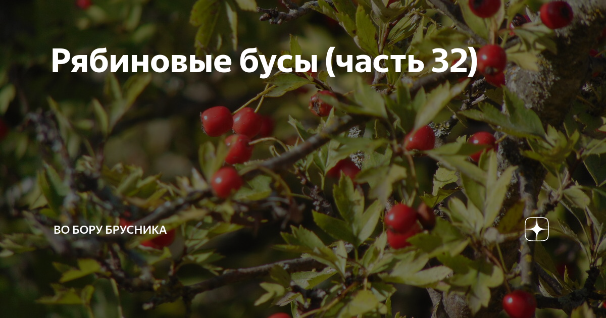 Во бору брусника рассказы на дзен
