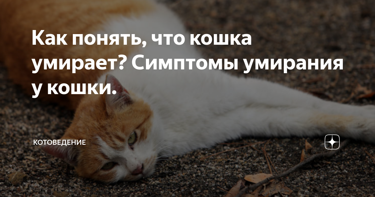 Как умирают кошки: признаки скорой смерти, как понять, что кота не станет, почему животное уходит