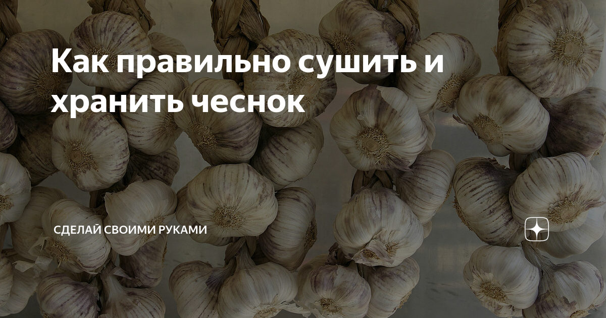 Как сушить чеснок в сушилке
