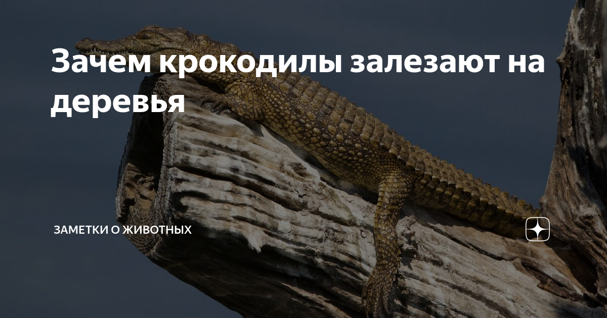 Крокодил залез на дерево. Крокодил лезет по дереву. Крокодилы могут залазить на деревья 7. Почему крокодилы не летают.