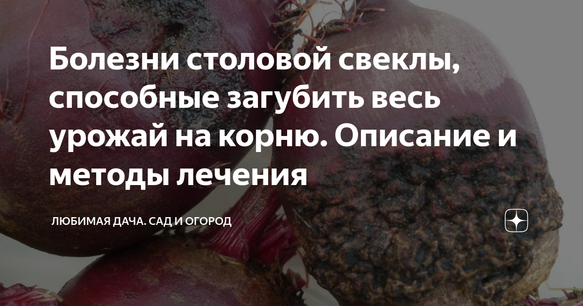 Болезни столовой свеклы, способные загубить весь урожай на корню ...