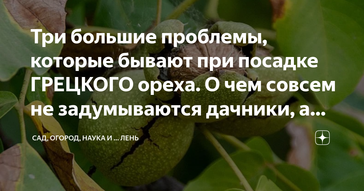 Три большие проблемы, которые бывают при посадке ГРЕЦКОГО ореха. О чем ...