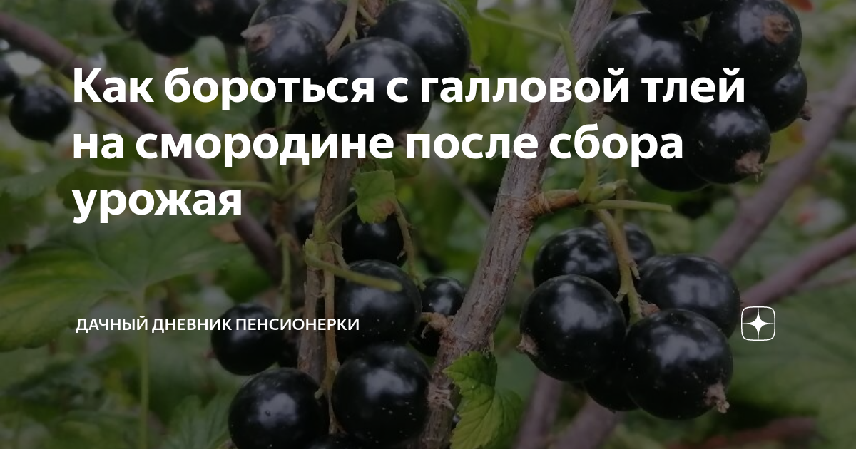 Влияние употребления ягодного продукта в начальный период ожидания малыша