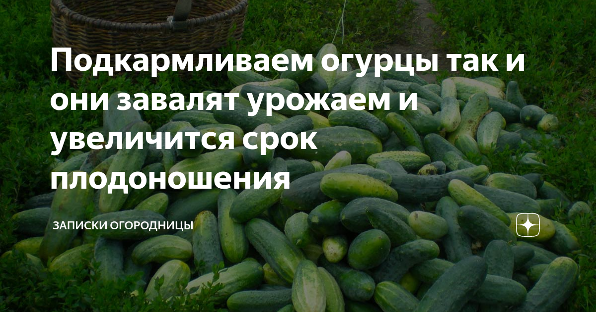 Чем подкормить огурцы для хорошего урожая. Огурцы запрещены. Что посадить рядом с огурцами. Когда надо садить огурцы. После чего лучше сажать огурцы.