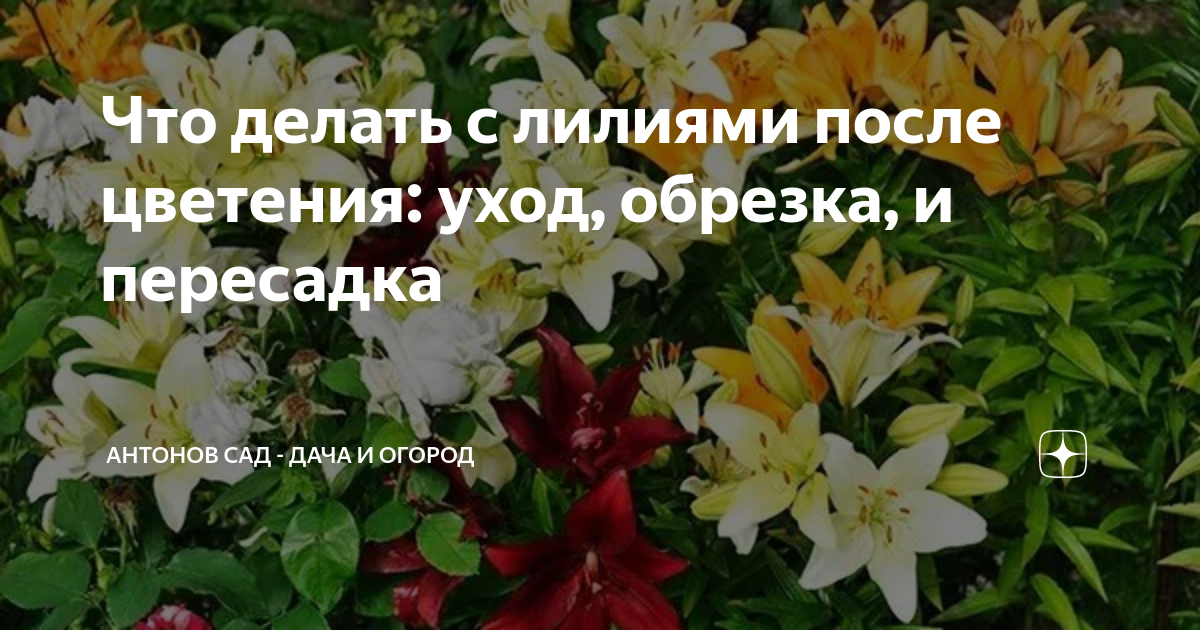 Когда можно пересаживать лилии после цветения. Лилии отцвели образовались детки.