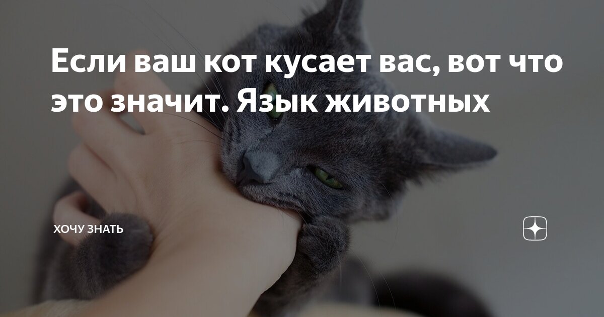 Потом кусает. Зачем кошки прикусывают язык. Кот кусается от избытка чувств. Кот может прикусить тебе язык. Почему кот грызет Мои волосы.