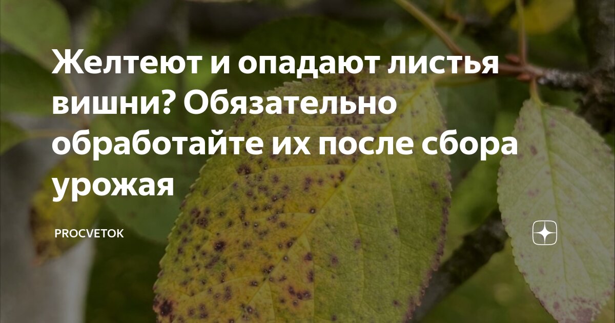 Желтеют листья на вишне. Пожелтение листьев у вишни. Болезни черешни на листьях. • Преждевременное пожелтение и опадение листвы.