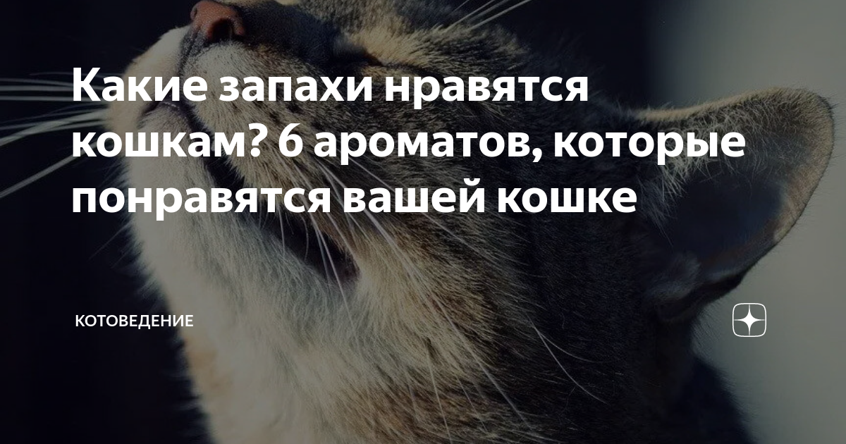 Какой запах не любят кошки чтоб не. Какие запахи любят котята. Какой запах не любят кошки. Какие запахи не нравятся кошкам. Какой запах Нравится котам.