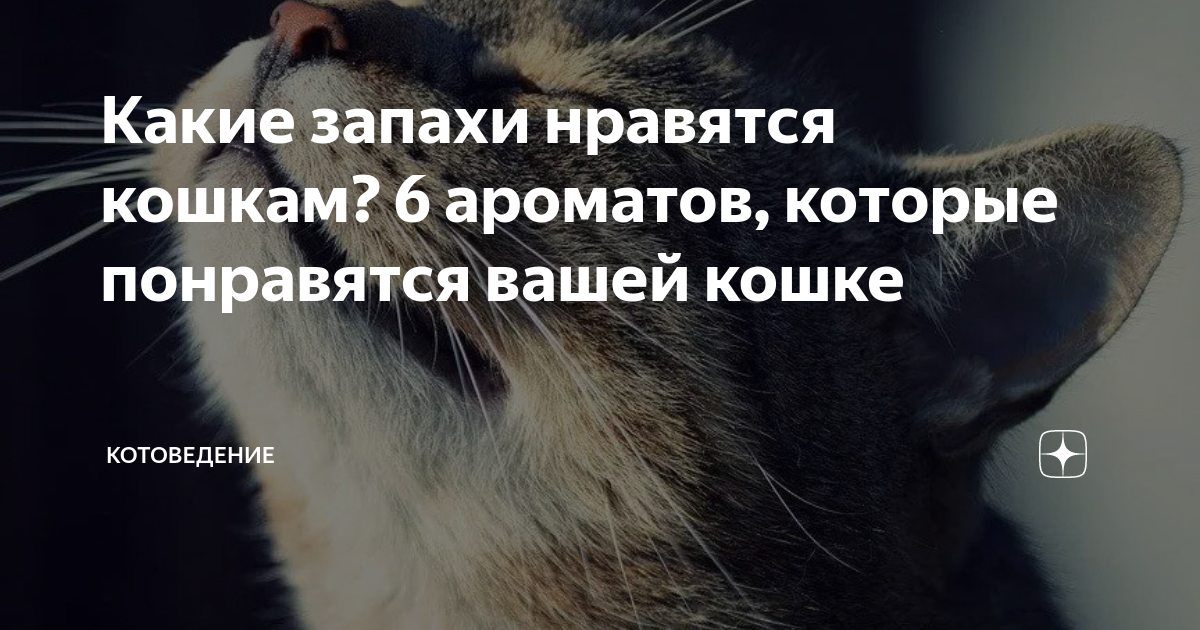 Кот запах нравится. Какие запахи любят котята. Какой запах не любят кошки. Какие запахи не нравятся кошкам. Какой запах Нравится котам.