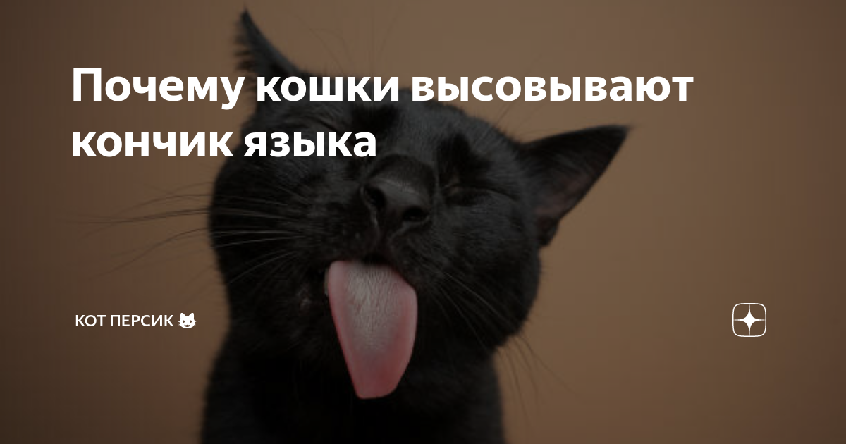 Почему кошка высовывает кончик языка?