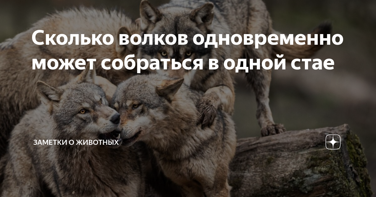 Как долго волк привыкал к новым хозяевам. Как долго волк привыкал к новым хозяевам