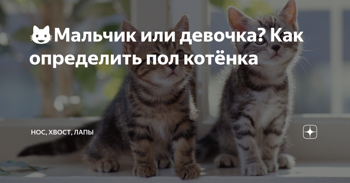 Как определить пол котенка?