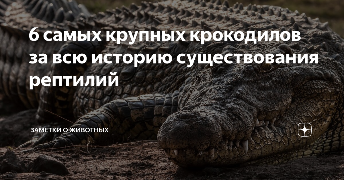 Крокодила группа «последний переулок» текст. По улицам ходила большая крокодила песня. Слушать песню большая крокодила. Ноты цифрами для синтезатора. По улице ходила большая крокодила.