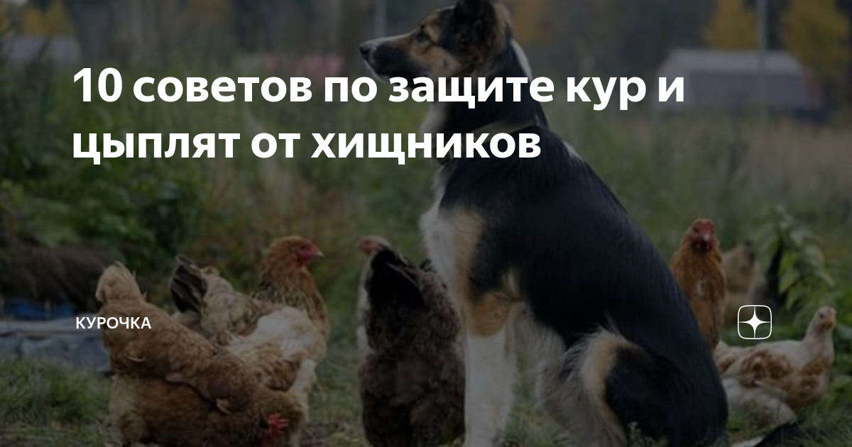 Примените техники отпугивания хищников
