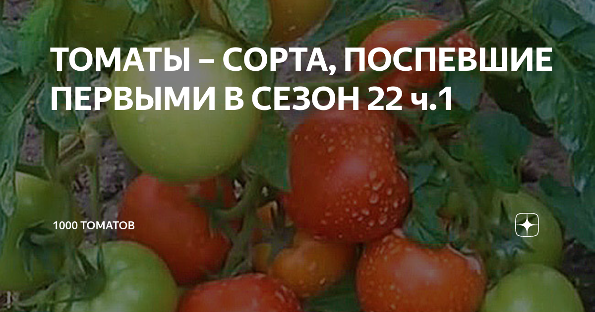 ТОМАТ ШАПКА МОНОМАХА - КРУПНОПЛОДНЫЙ СОРТ УСТОЙЧИВЫЙ К ПОГОДНЫМ УСЛОВИЯМ И С ОТЛ