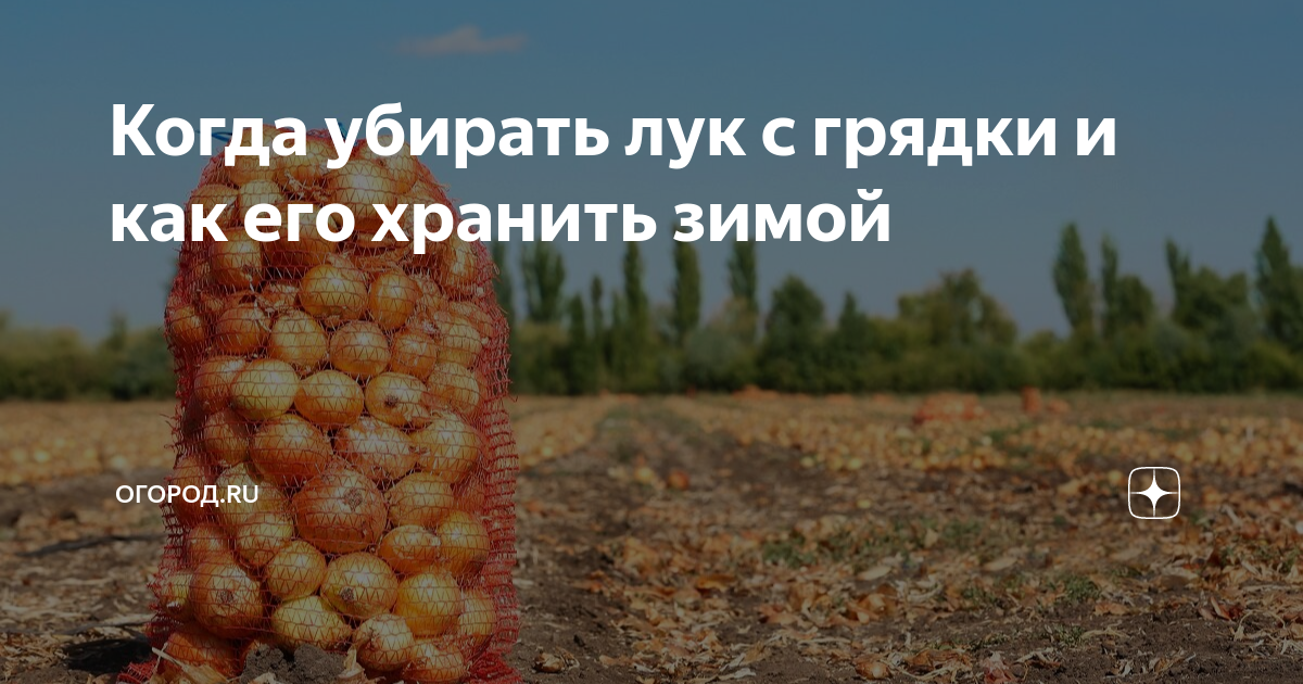 когда пора убирать коноплю