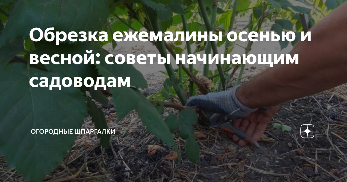 Обрезка ежемалины осенью и весной: советы начинающим садоводам