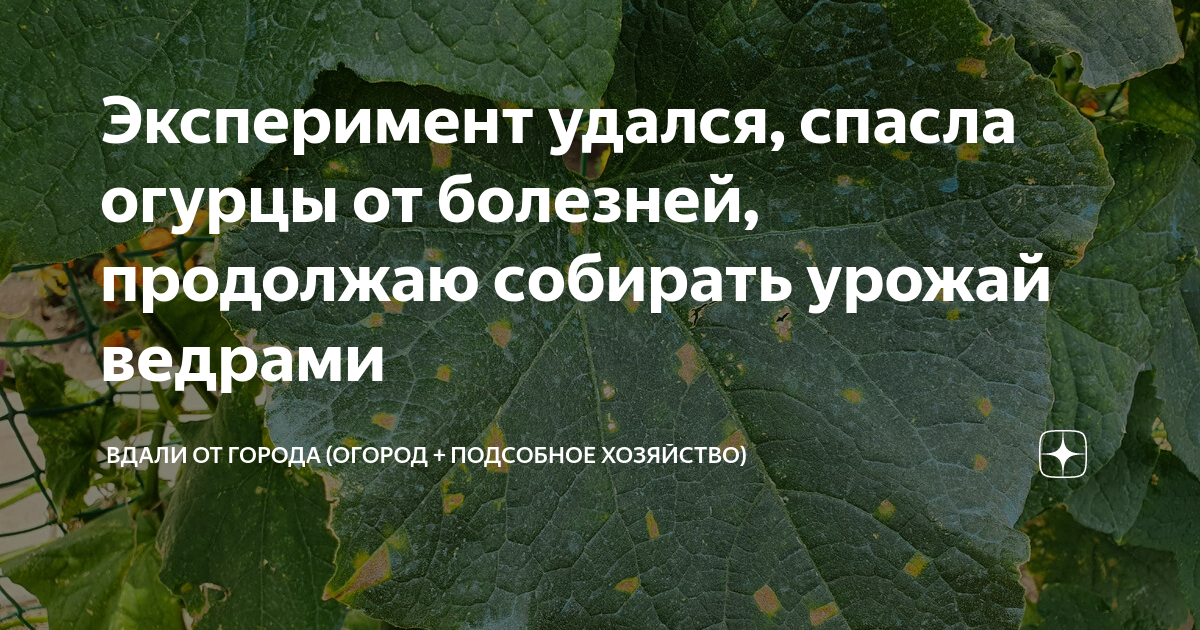 Продолжить заболевание. Огуречный спас. Дорога огурцов спас