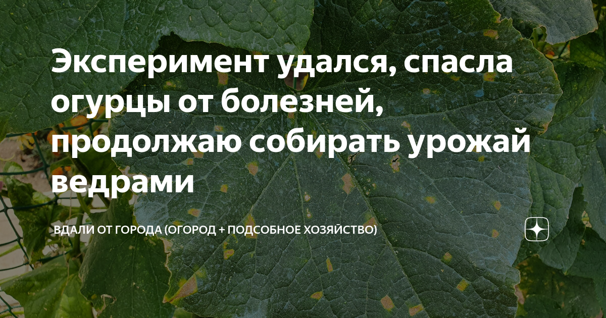 Продолжить заболевание. Огуречный спас. Дорога огурцов спас.