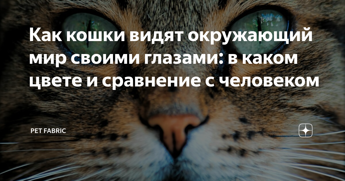 Как кошки видят мир? КотоВедение Дзен