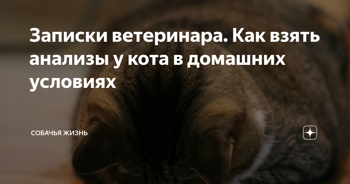 Как взять анализ мочи у кота. Как взять анализ мочи у кота